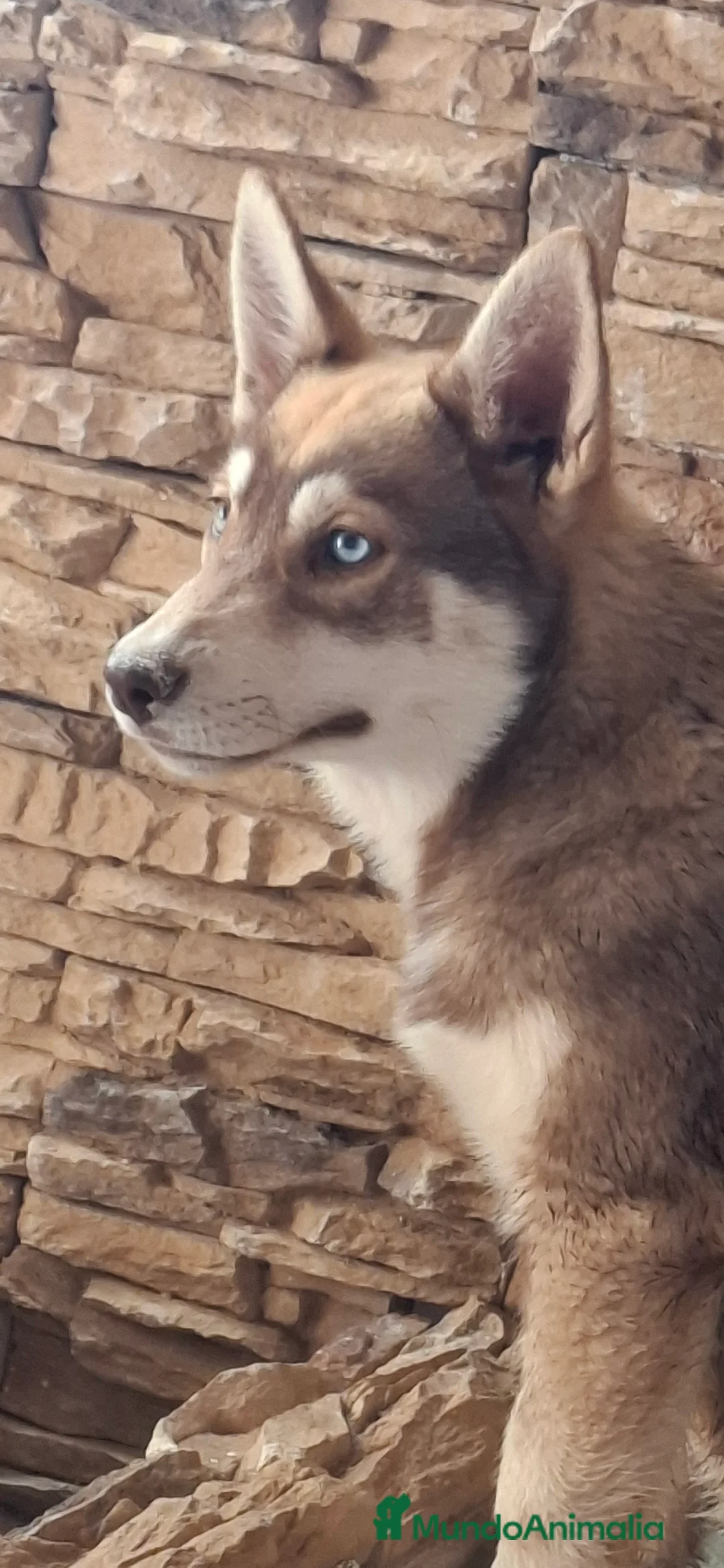 Husky Siberiano perros en venta: Husky siberiano - Anuncio 1