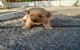 Labrador Retriever perros en venta: LABRADOR - Imagen 6