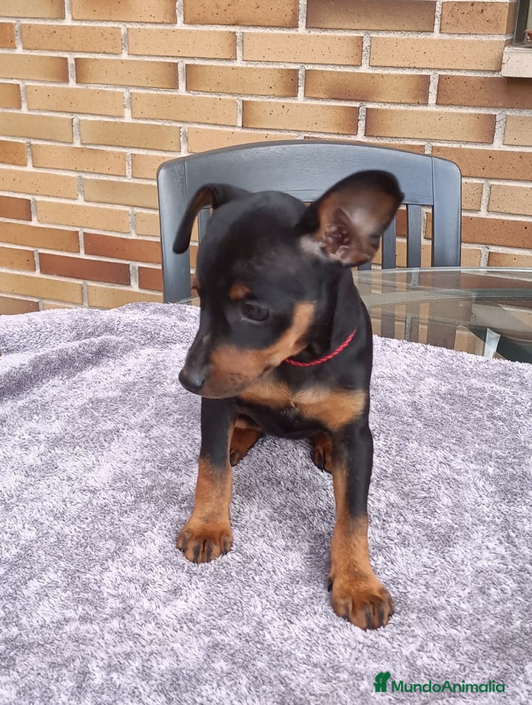 Pinscher Miniatura perros en venta: Pinscher Miniatura  - Imagen 25