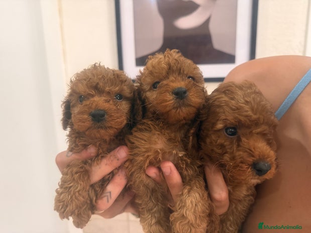 Caniche Toy perros - Anuncio 15