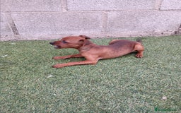 Pinscher Miniatura perros en venta: Pinscher hembra - Imagen 4