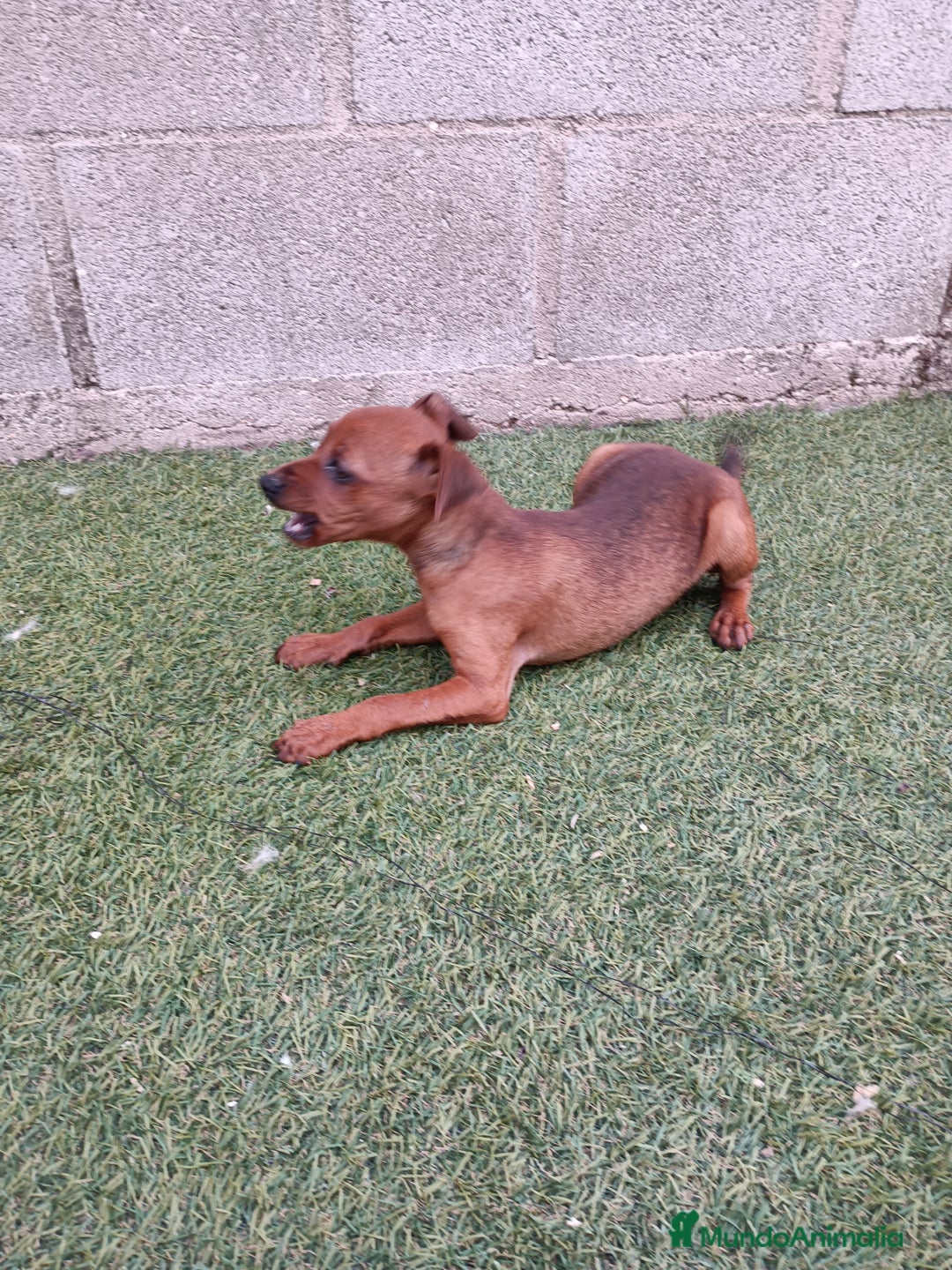 Pinscher Miniatura perros en venta: Pinscher hembra - Imagen 4