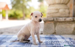 Pequeño Lebrel Italiano perros en venta: camada de piccolo lebrel italiano  - Imagen 4