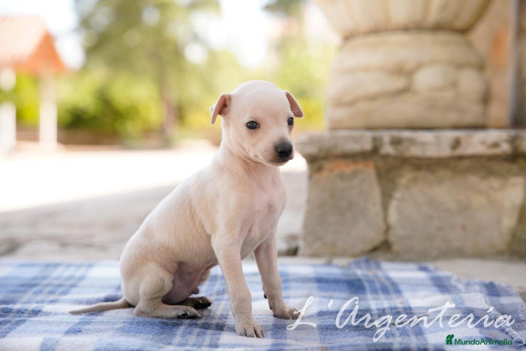 Pequeño Lebrel Italiano perros en venta: camada de piccolo lebrel italiano  - Imagen 4