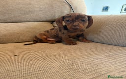 Teckel perros en venta: Teckels miniaturas y kaninchen  - Imagen 1