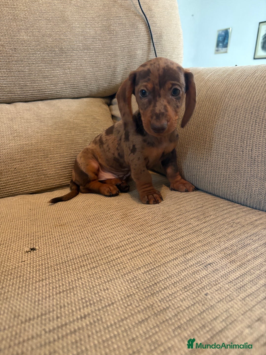 Teckel perros en venta: Teckels miniaturas y kaninchen  - Imagen 1