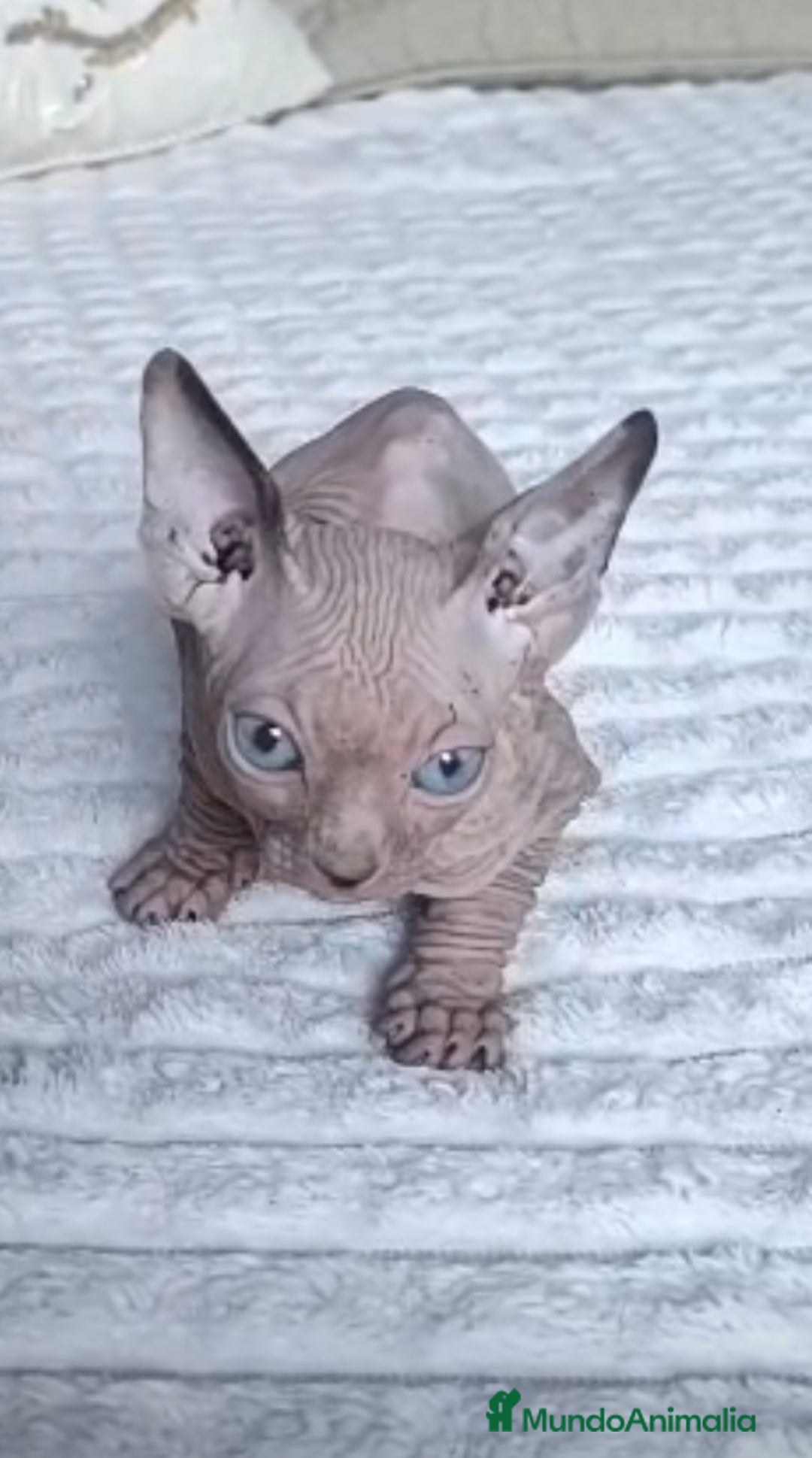 Sphynx gatos en venta: GATOS EGIPCIOS - Anuncio 4