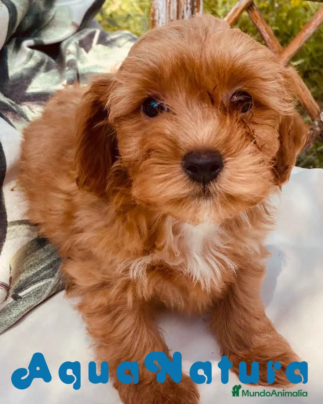 Caniche Enano perros en venta: Havapoo Hembra de Haya y Alejo 6890 - AQUANATURA en Barcelona - Anuncio 3