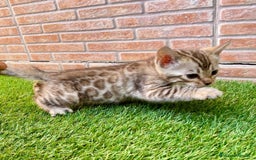 Bengalí gatos en venta: CAMADA DE CACHORROS DE BENGALIS - Imagen 2