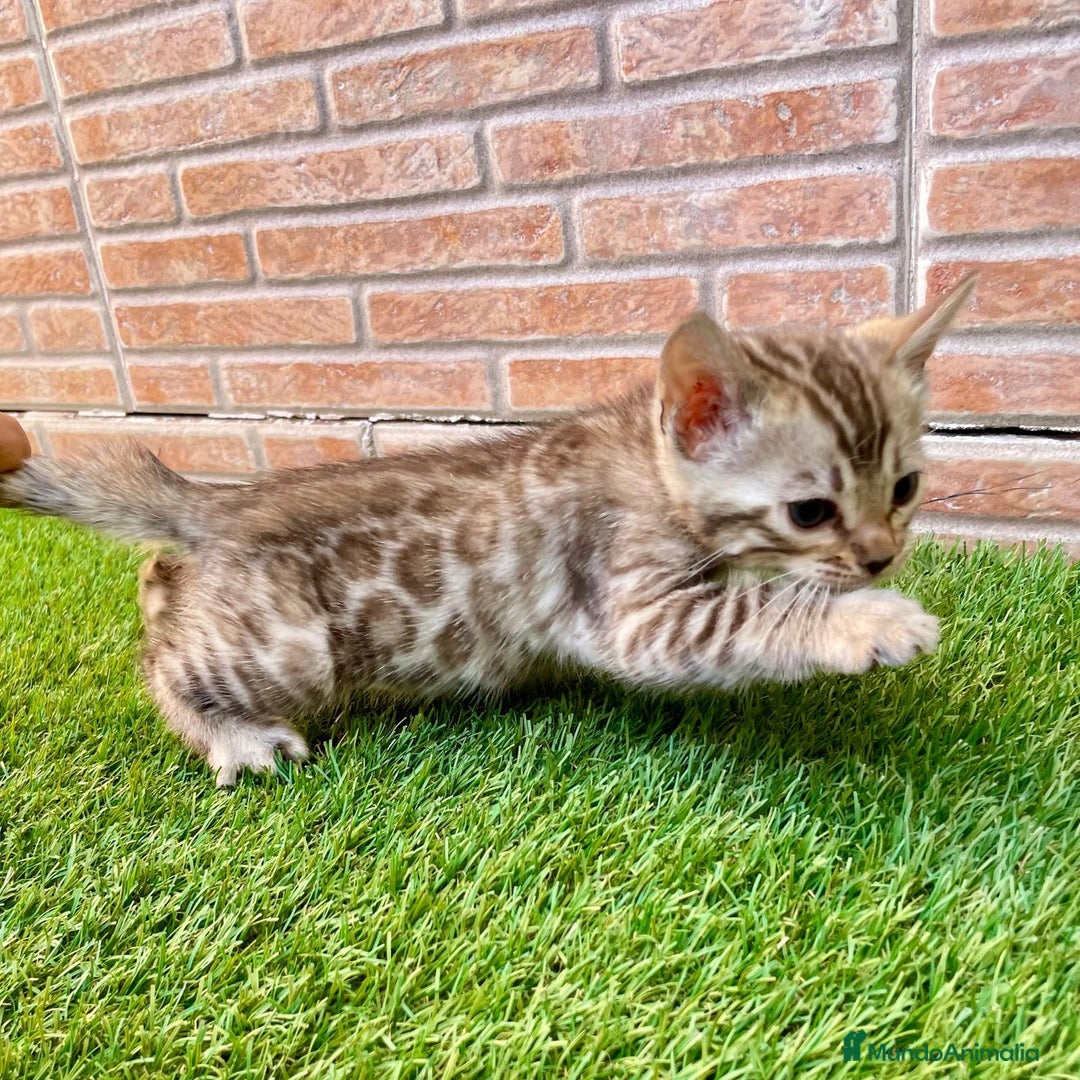 Bengalí gatos en venta: CAMADA DE CACHORROS DE BENGALIS - Imagen 2