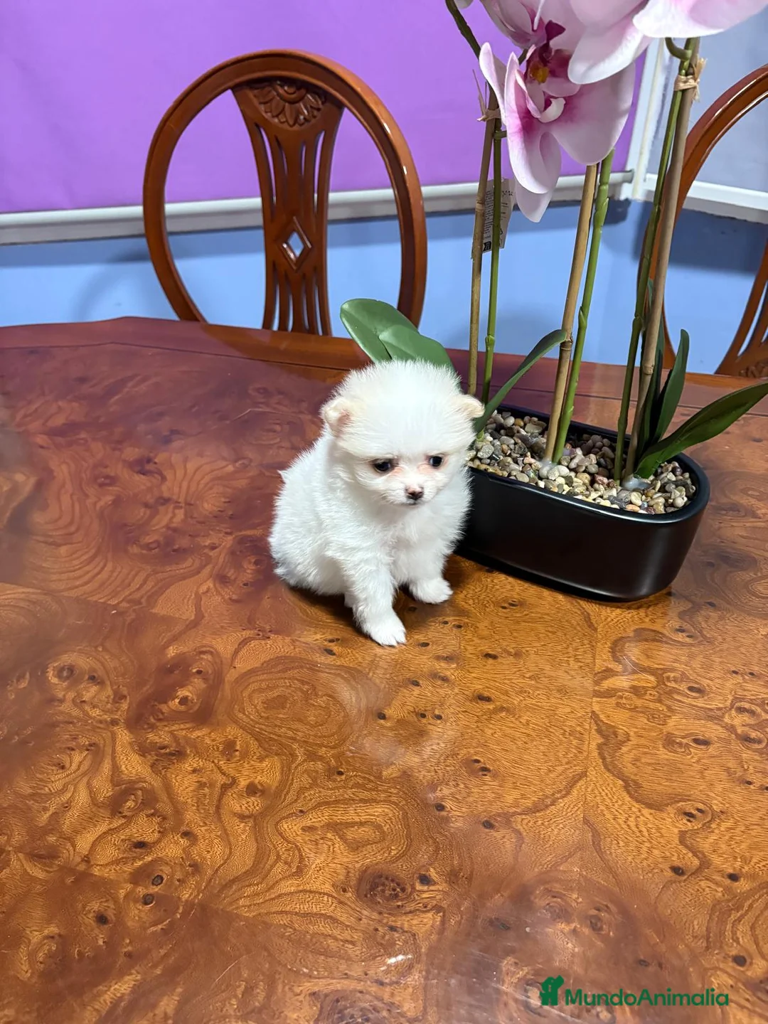 Pomerania perros en venta: Lulu de Pomerania mini toy hembra blanca naranja - Anuncio 3