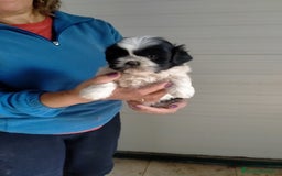 Shih Tzu perros en venta: Cachorritos de shih tzu  - Imagen 1