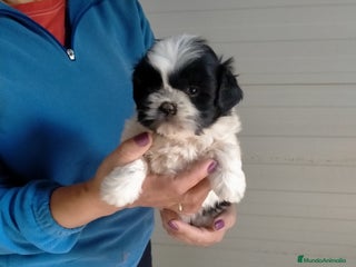 Shih Tzu perros - Anuncio 1