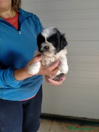 Shih Tzu perros - Anuncio 1