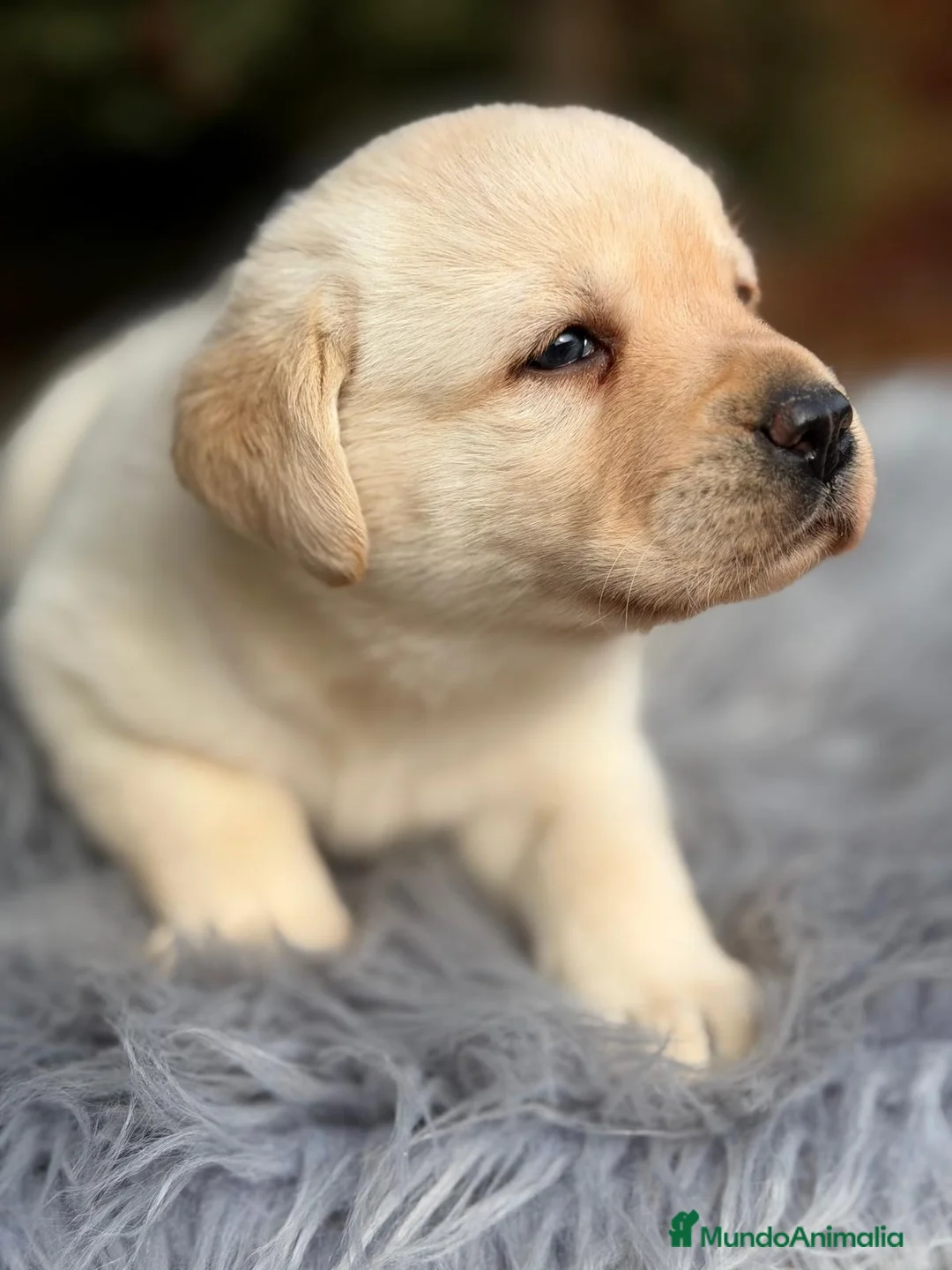 Labrador Retriever perros en venta: LABRADOR RETRIEVER  - Anuncio 6