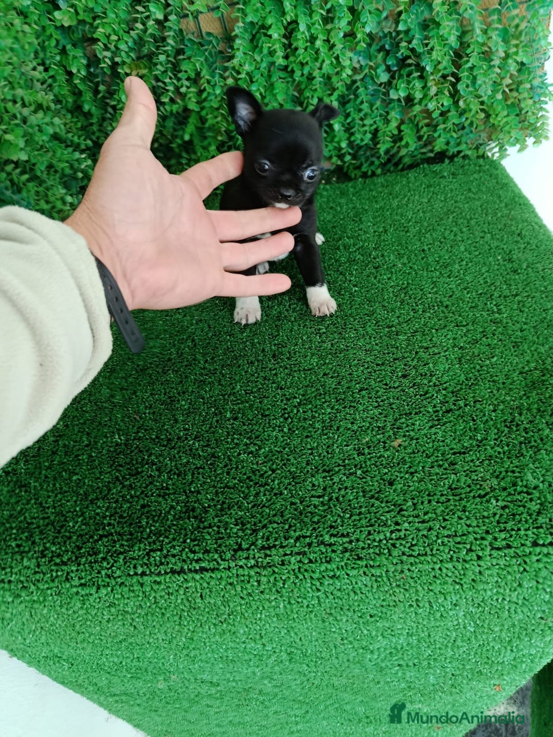 Chihuahua perros en venta: Chihuhuas  - Anuncio 4