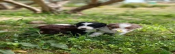Otras razas perros en venta: AUSTRALIAN WATER DOG - Anuncio 23