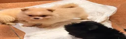 Pomerania perros en venta: Lulù de Pomerania  - Anuncio 6