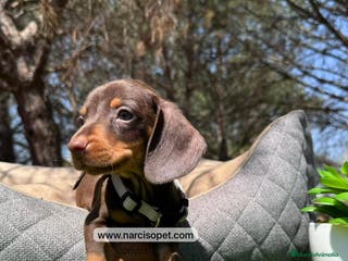 Teckel Miniatura perros TECKEL KANINCHEN - Anuncio 7