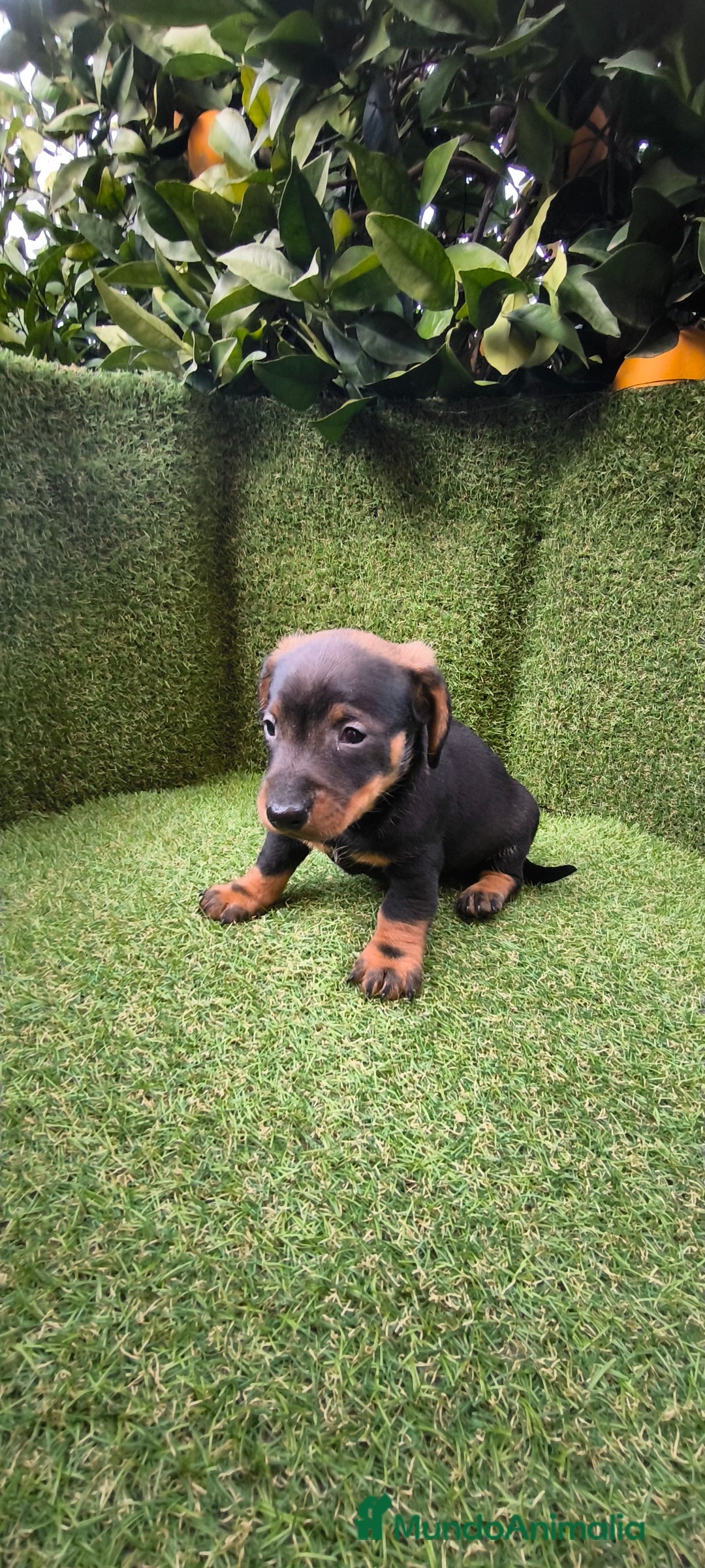 Teckel Miniatura perros en venta: camada teckel arlequín y todos los colores  - Anuncio 39