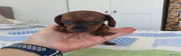 Teckel Miniatura perros en venta: Teckel miniatura  - Anuncio 3