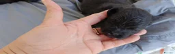 Pomapoo perros en venta: POMAPOO MACHITOS - Anuncio 2