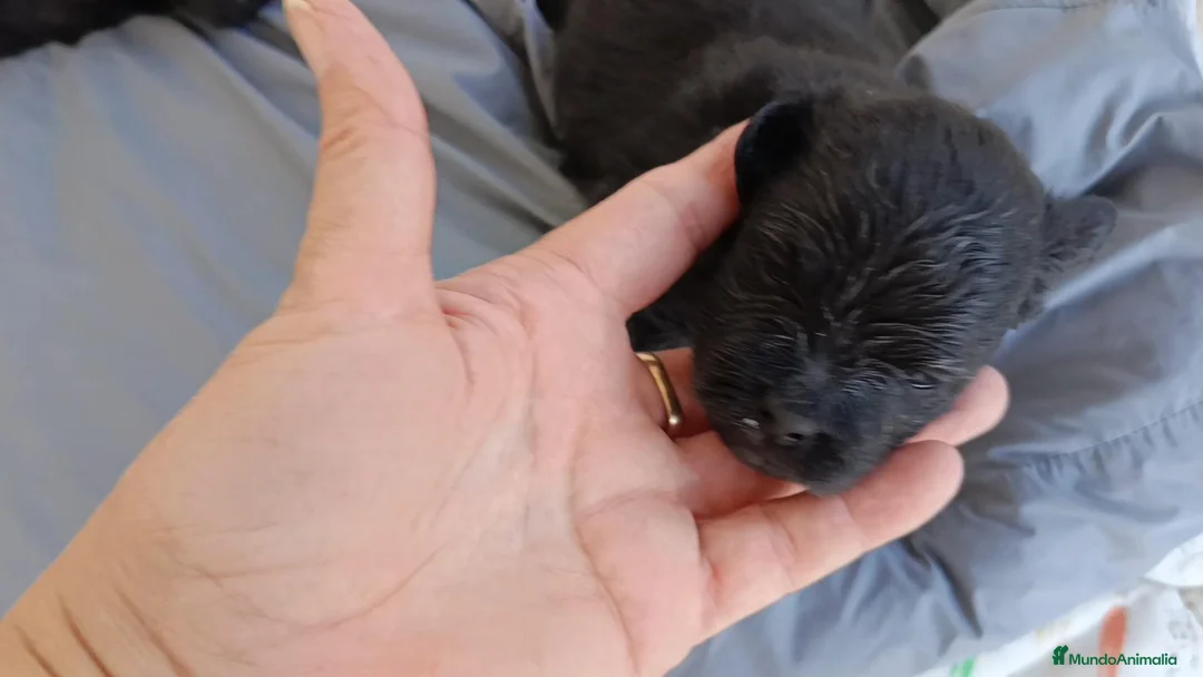 Pomapoo perros en venta: POMAPOO MACHITOS - Anuncio 2