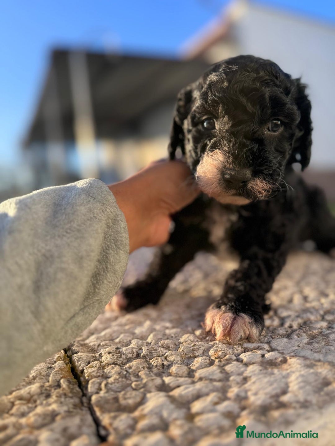 Perro de Agua Español perros en venta: PERRO DE AGUA HEMBRA RABONA - Anuncio 18