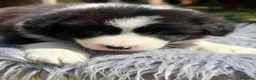 Border Collie perros en venta: Border negro y blanco  - Anuncio 3