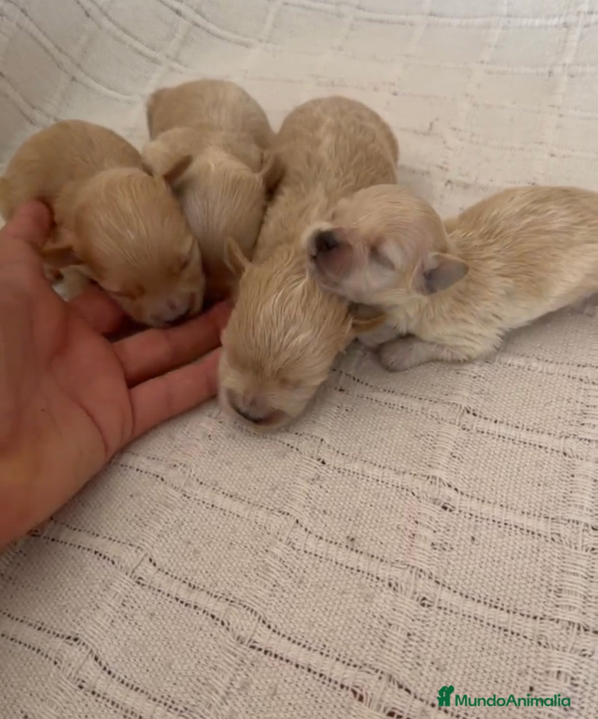 Maltipoo perros Venta de maltipoo toy - Anuncio 2