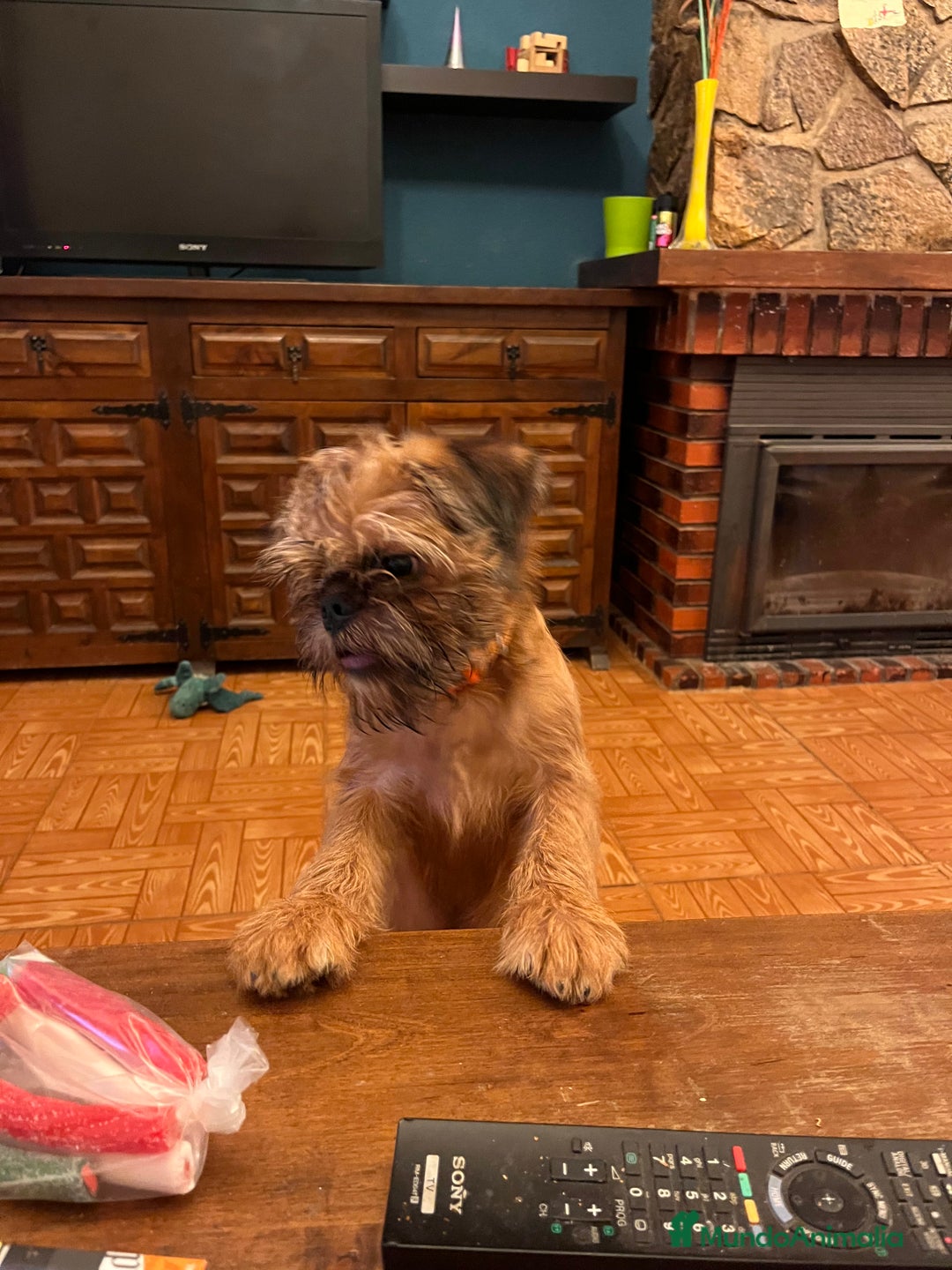 Grifón de Bruselas perros en venta: Último cachorro de Grifon de Bruselas  - Imagen 4