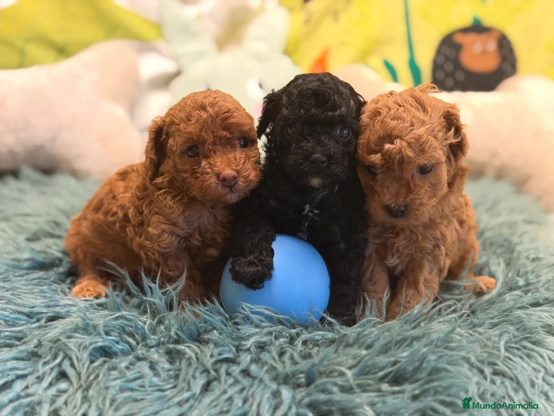 Caniche Toy perros en venta: CANICHE TOY LAS MEJORES LÍNEAS  - Anuncio 8