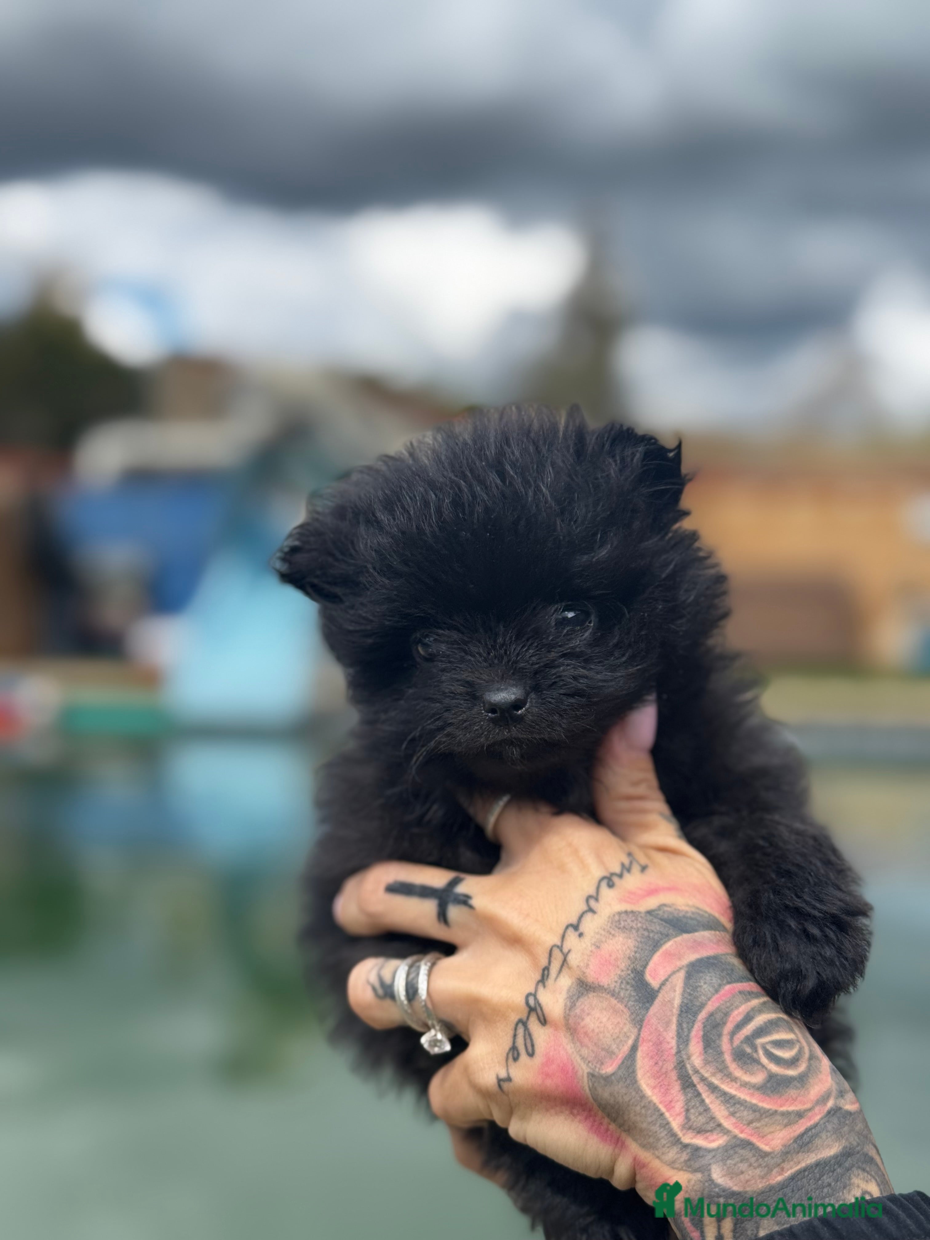 Pomerania perros Pomerania de categoría superior en Illes Balears - Anuncio 33