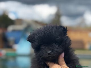 Pomerania perros Pomerania de categoría superior en Illes Balears - Anuncio 38