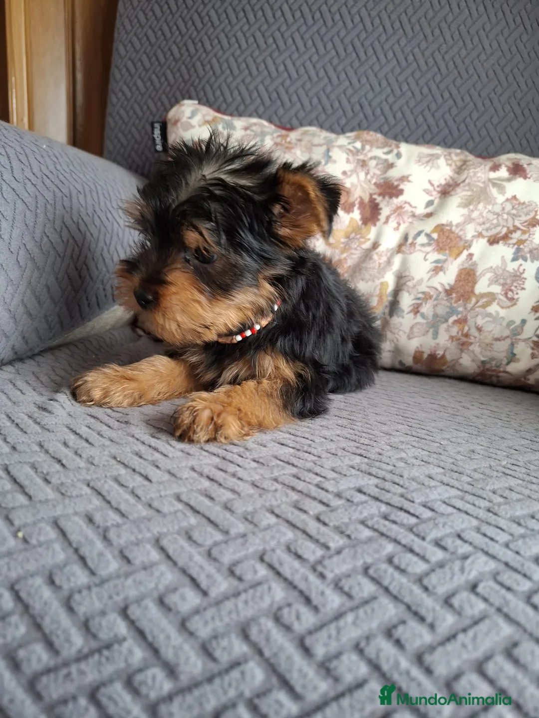 Yorkshire Terrier perros en venta: Yorkshire toy - Anuncio 3