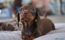 Teckel Miniatura perros en venta: ✨ Presentamos a Lola, teckel miniatura chocolate ✨ - Imagen 1