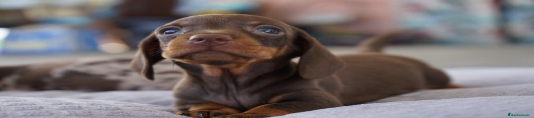 LOLA