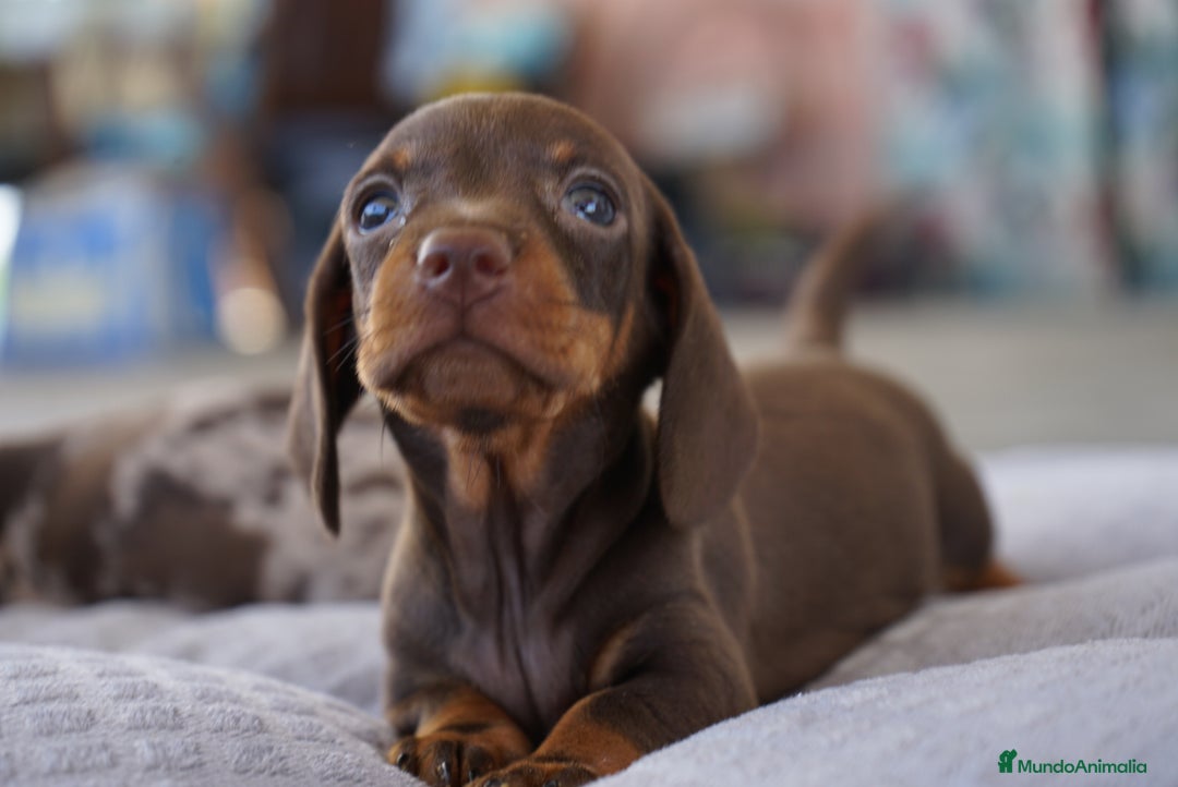 Teckel Miniatura perros en venta: ✨ Presentamos a Lola, teckel miniatura chocolate ✨ - Imagen 1