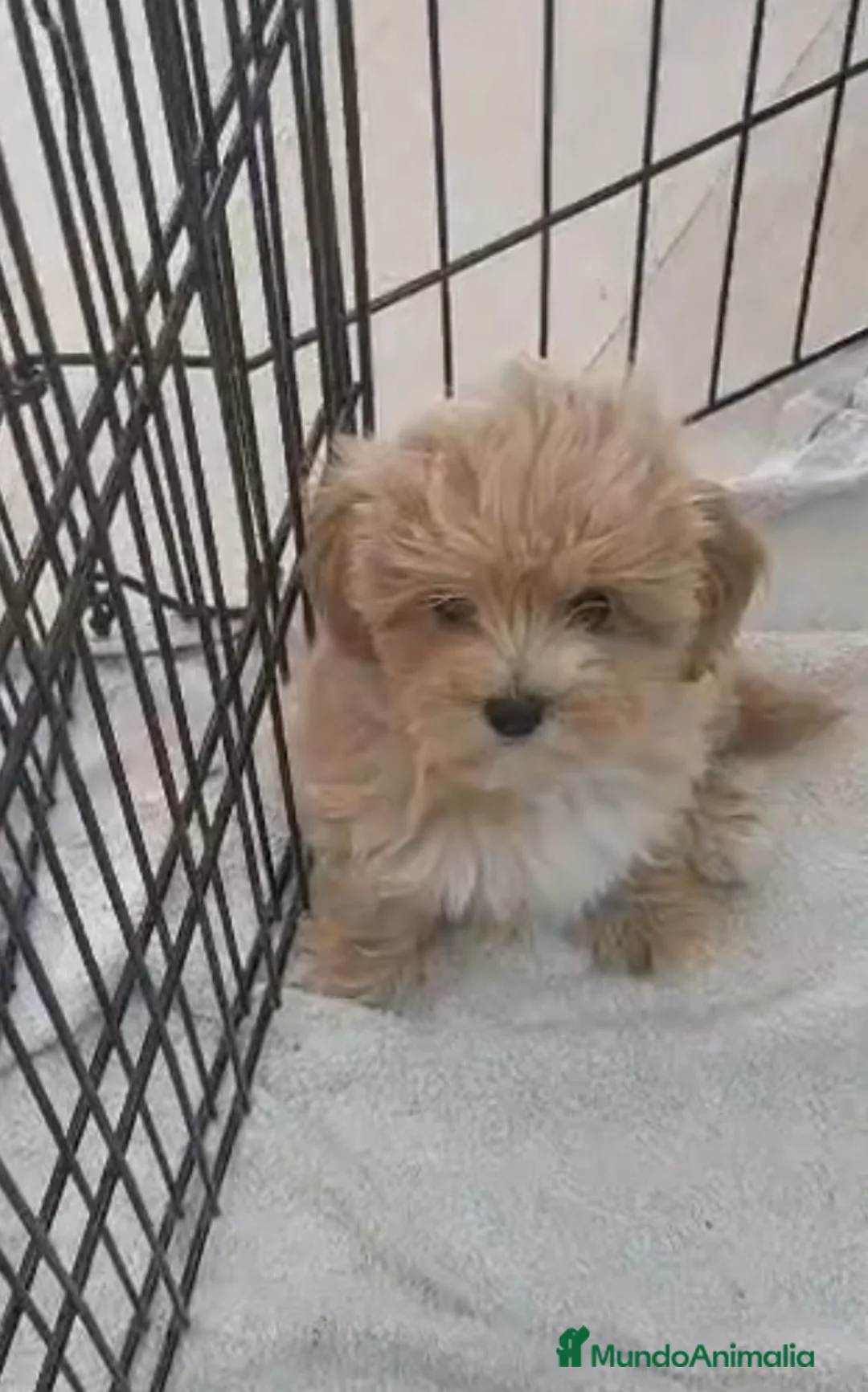 Maltipoo perros en venta: MALTIPOO HEMBRAS  - Anuncio 2