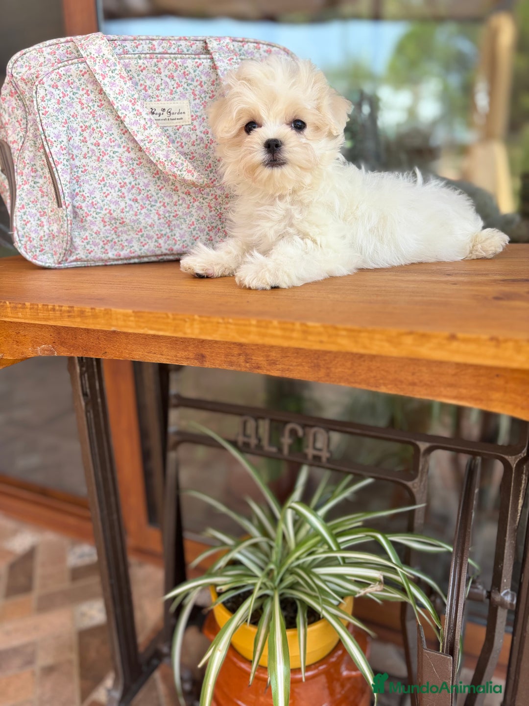 Bichón Maltés perros en venta: Bichon Maltés cachorro disponible  - Imagen 2