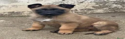 Pastor Belga Malinois perros en venta: Pastor Belga Malinois  - Anuncio 1