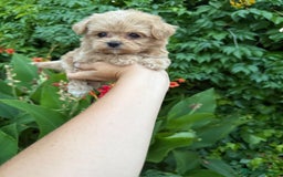 Maltipoo perros en venta: Maltipoo macho !!! - Imagen 6