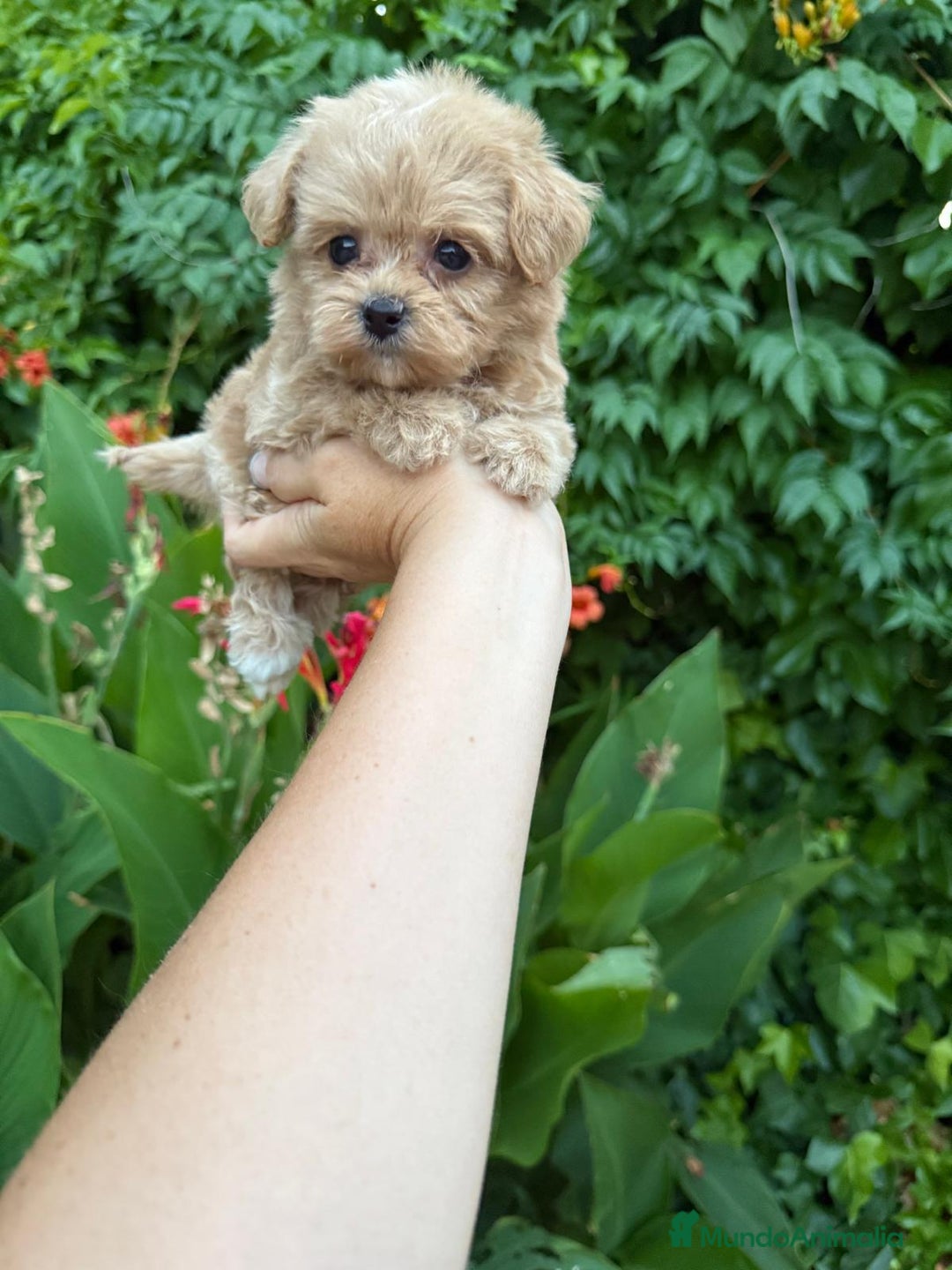 Maltipoo perros en venta: Maltipoo macho !!! - Imagen 6