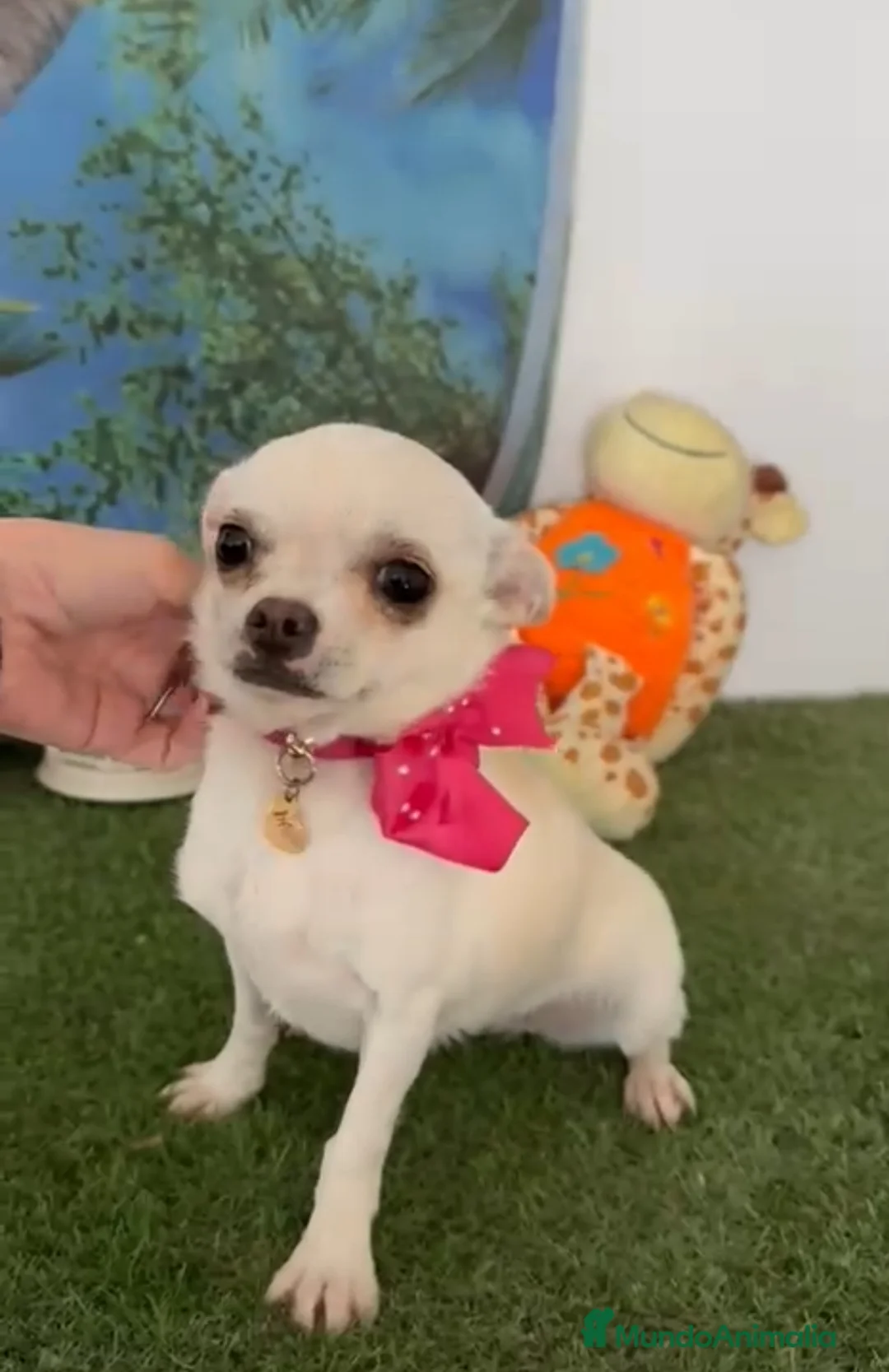 Chihuahua perros en venta: Chihuahua mini hembra - Anuncio 2