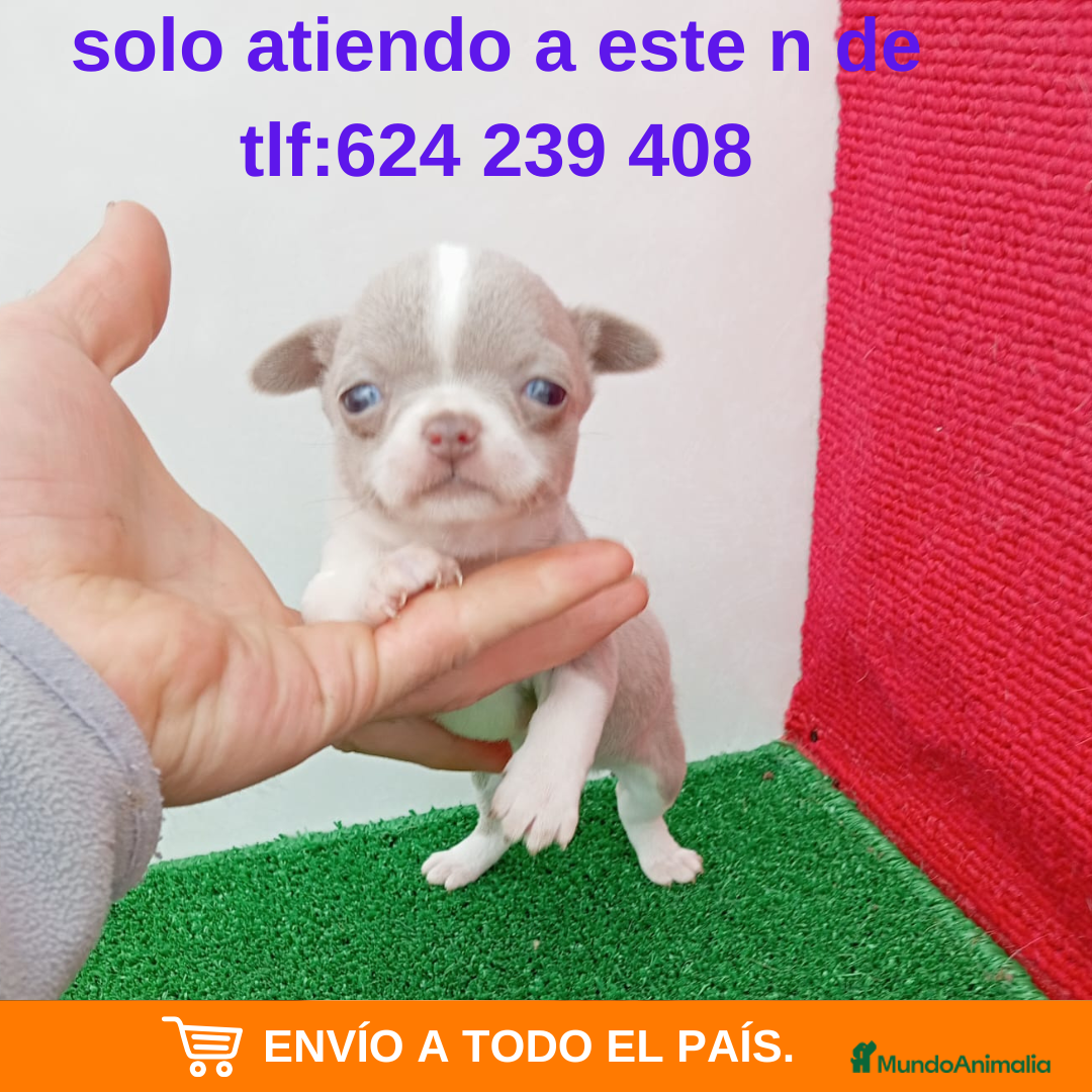 Chihuahua perros CHIHUAHUA LINEA RUSA - Anuncio 1