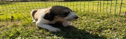 Saluki perros en venta: Camada de Salukis  - Anuncio 28