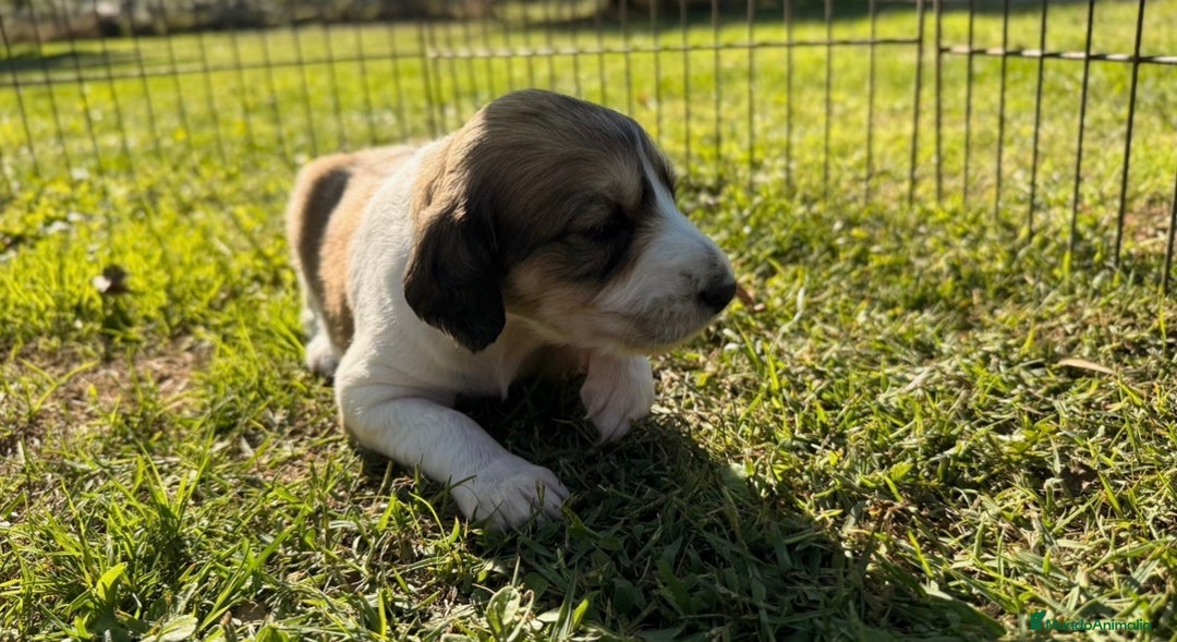 Saluki perros en venta: Camada de Salukis  - Imagen 29