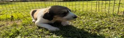 Saluki perros en venta: Camada de Salukis  - Anuncio 28