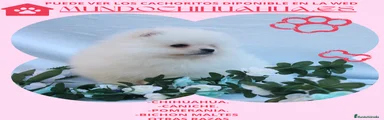 Pomerania Cachorro 3