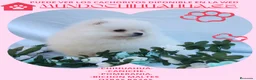 Pomerania perros en venta: PRECIOSO CACHORITO DE POMERANIA TOY    - Anuncio 18